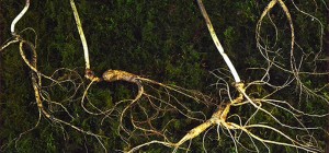 야생산삼 특상 5뿌리
